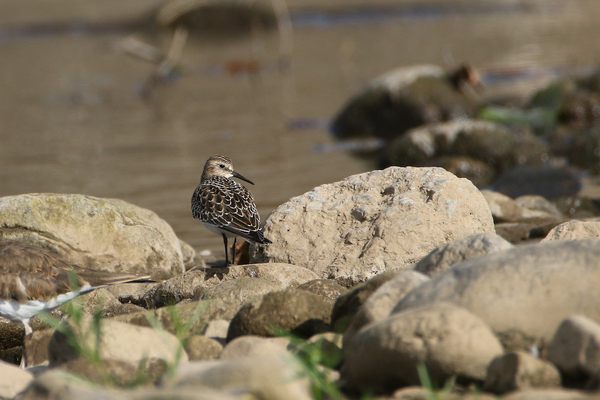Baird's Sandpiper - ML646607791