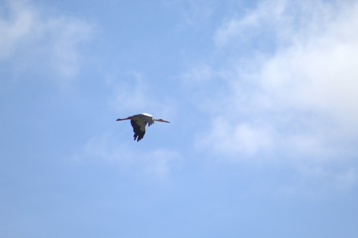 Maguari Stork - ML646607792