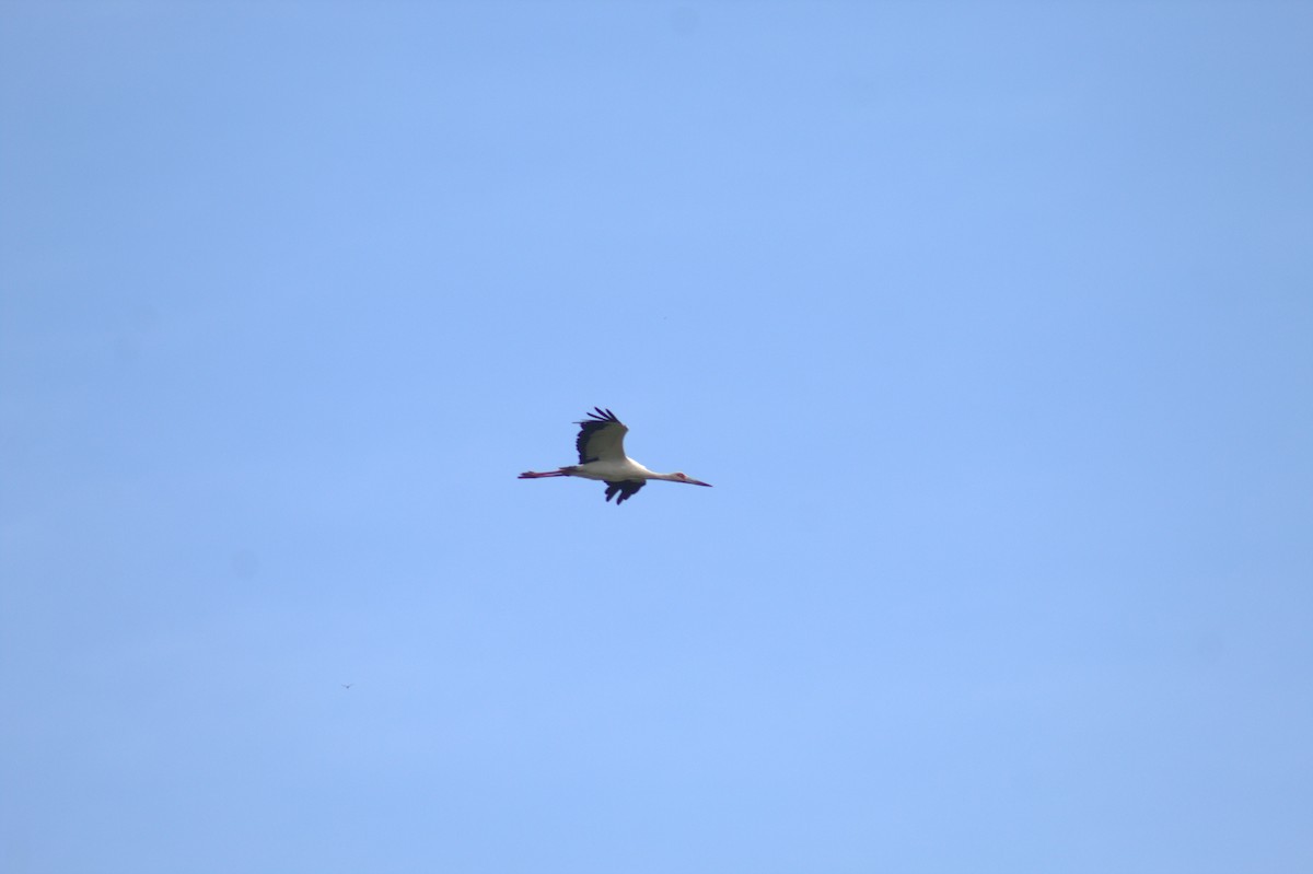 Maguari Stork - ML646607793