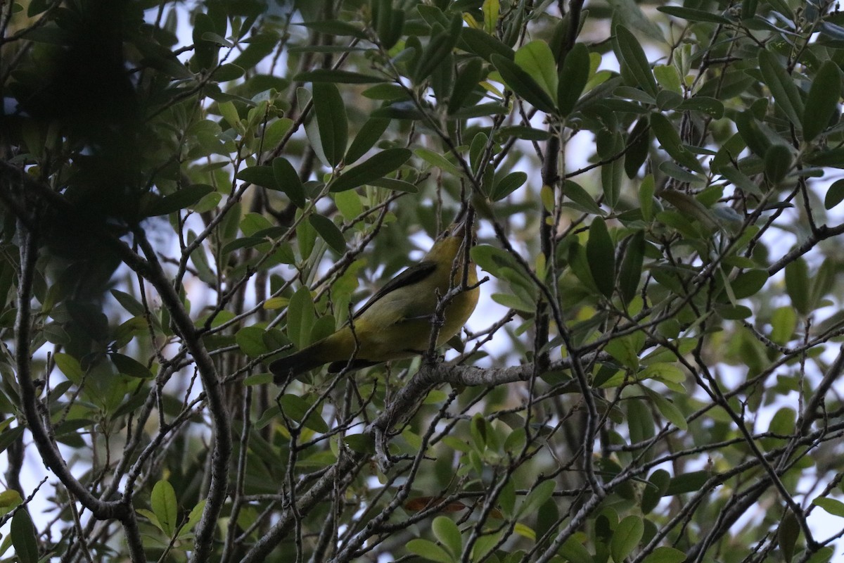 Scarlet Tanager - ML646607794