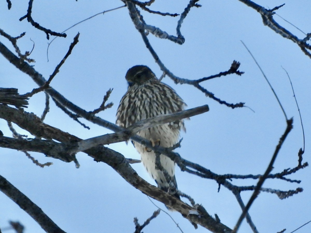 灰背隼 - ML646607795