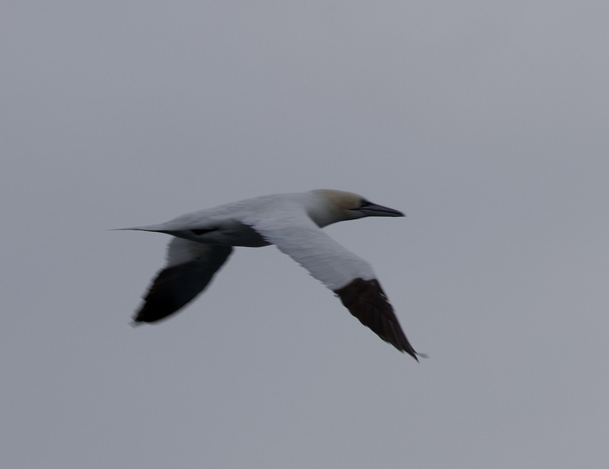Northern Gannet - ML646607796