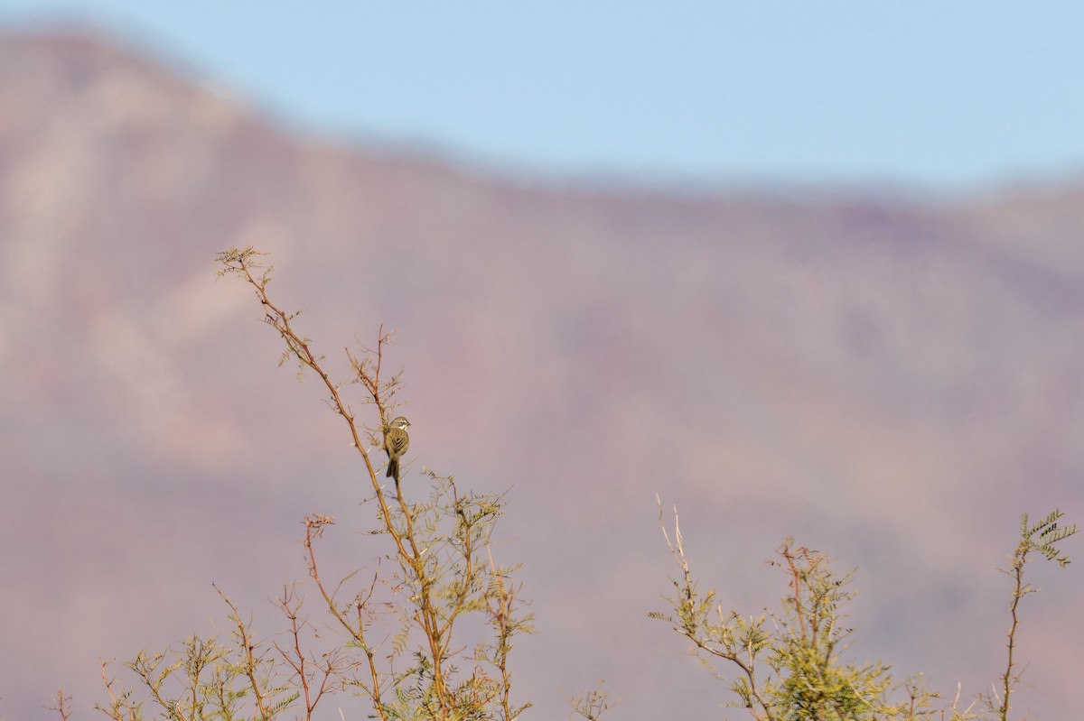 Bell's Sparrow - ML646607797