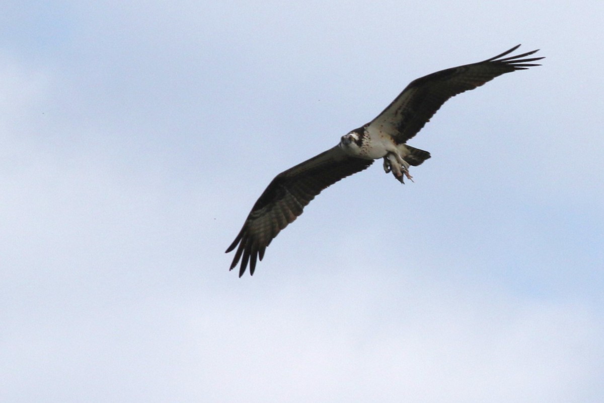 魚鷹 - ML646607798