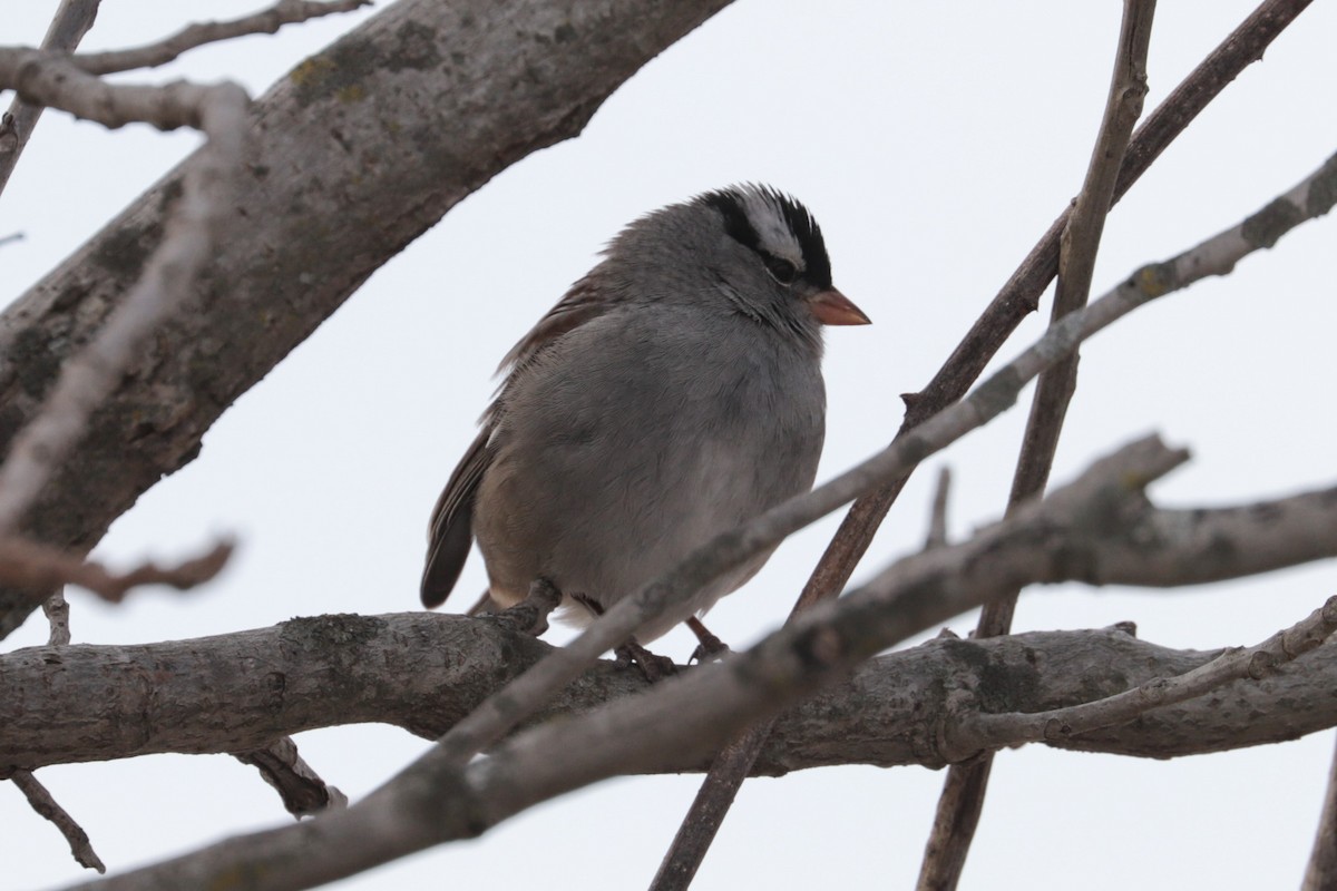 hvitkronespurv - ML646607801