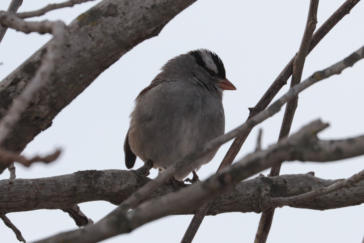 hvitkronespurv - ML646607802