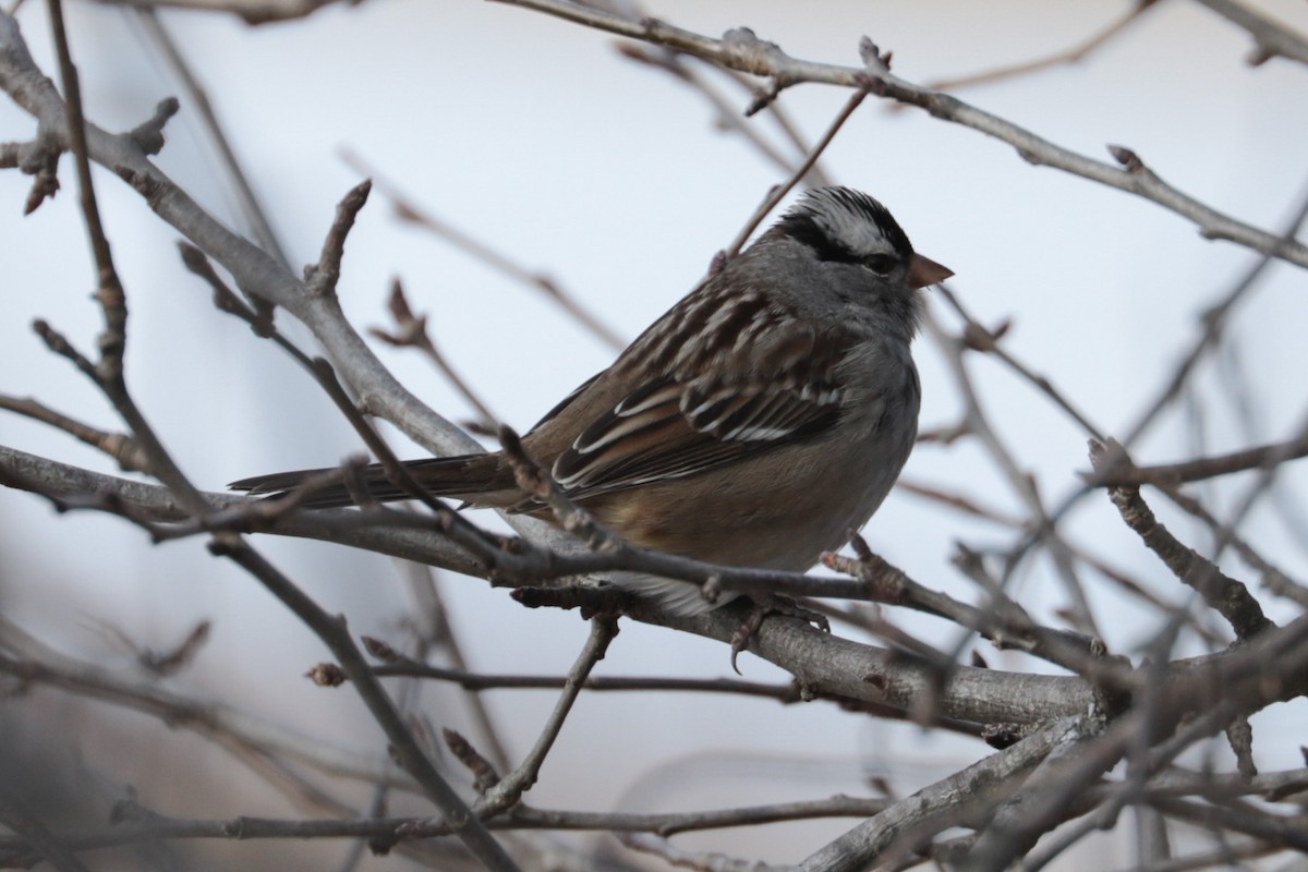 hvitkronespurv - ML646607803