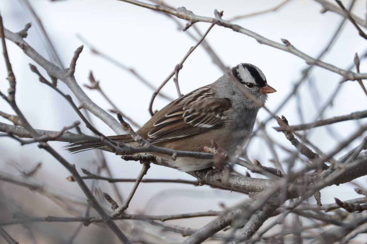 hvitkronespurv - ML646607804