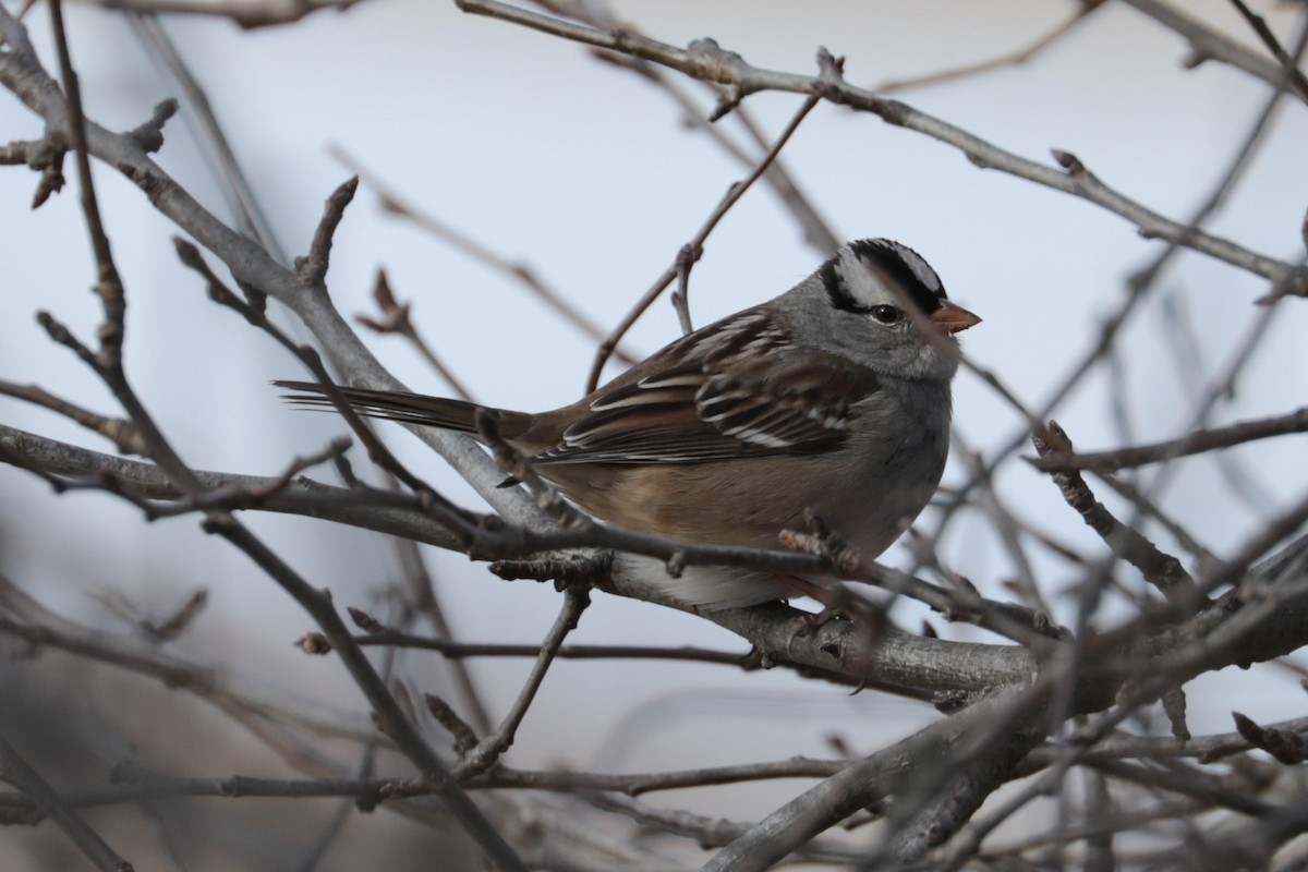 hvitkronespurv - ML646607805