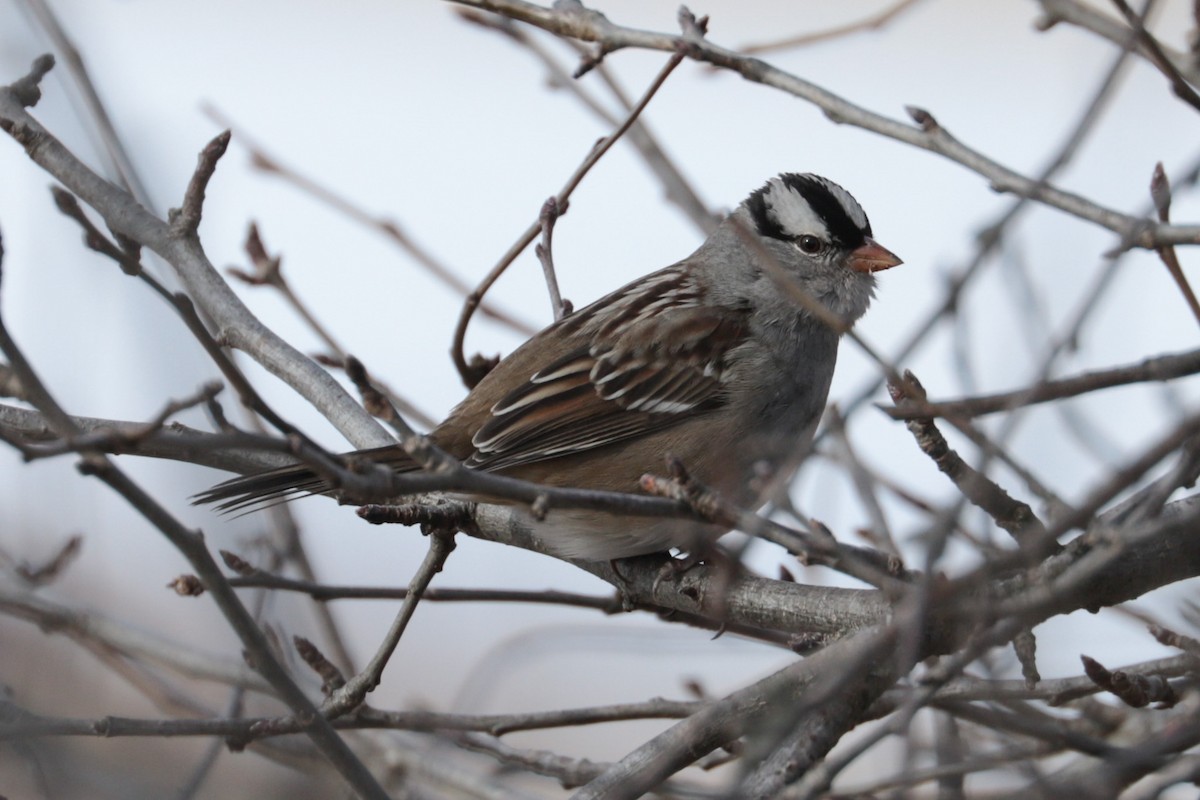 hvitkronespurv - ML646607806