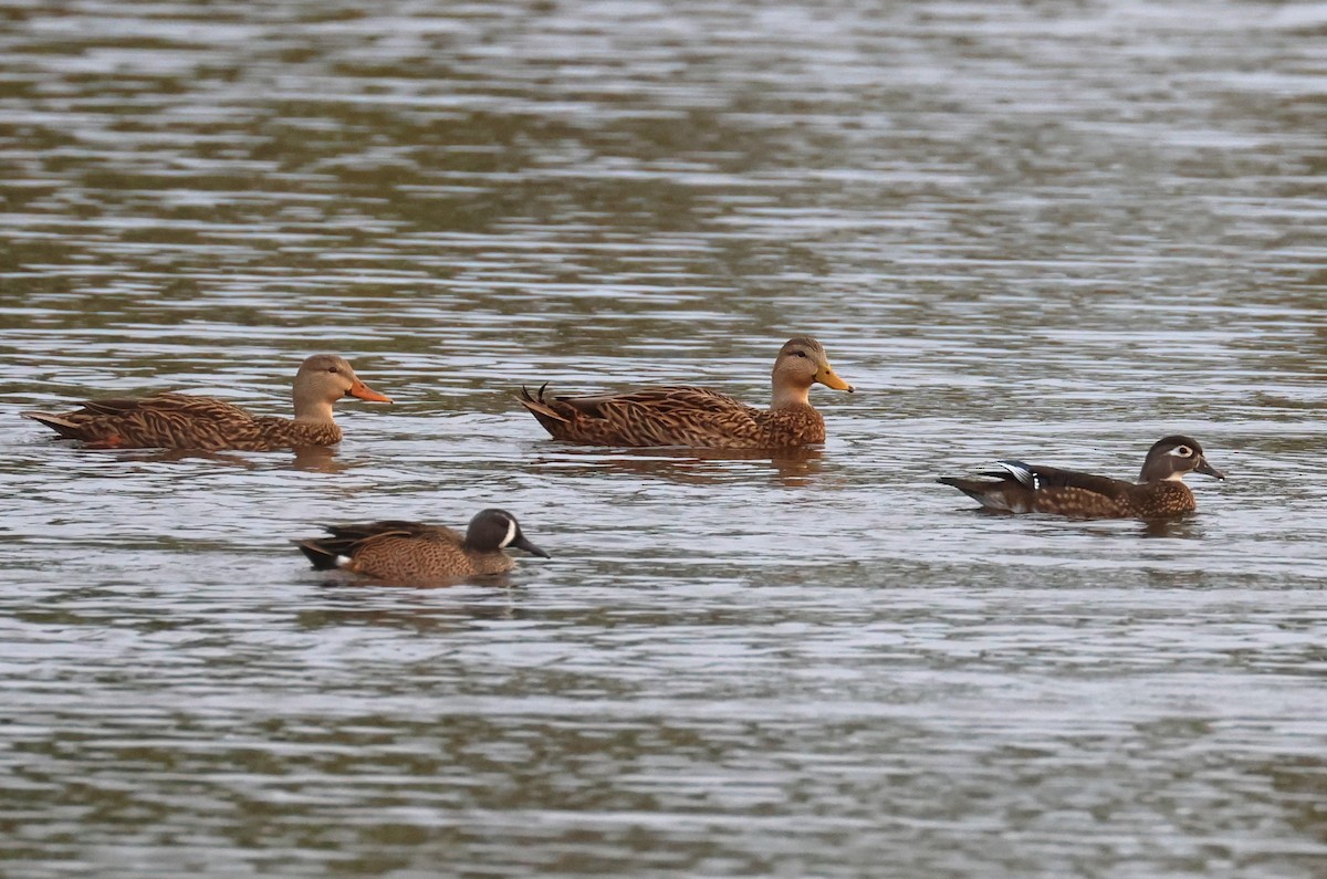 Animaux - ML646607807