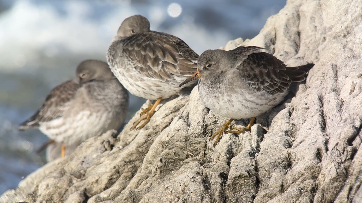 Purple Sandpiper - ML646607809