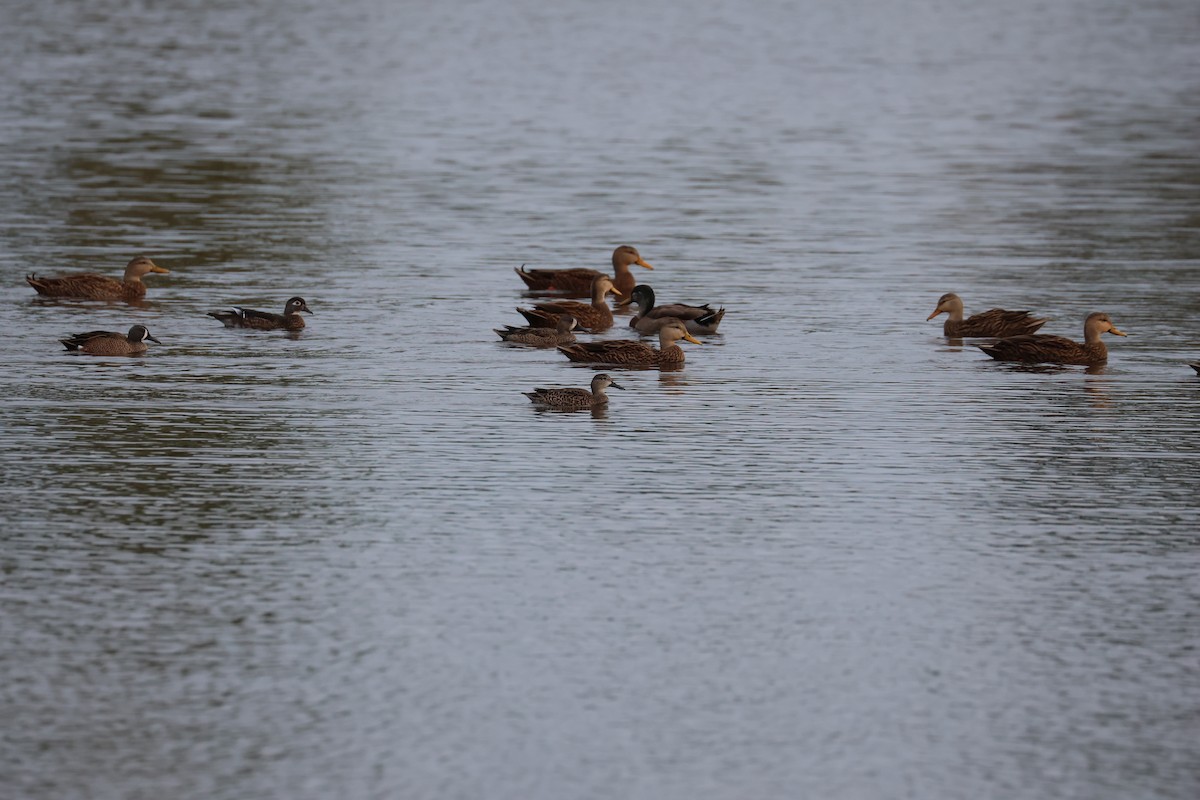 Animaux - ML646607810