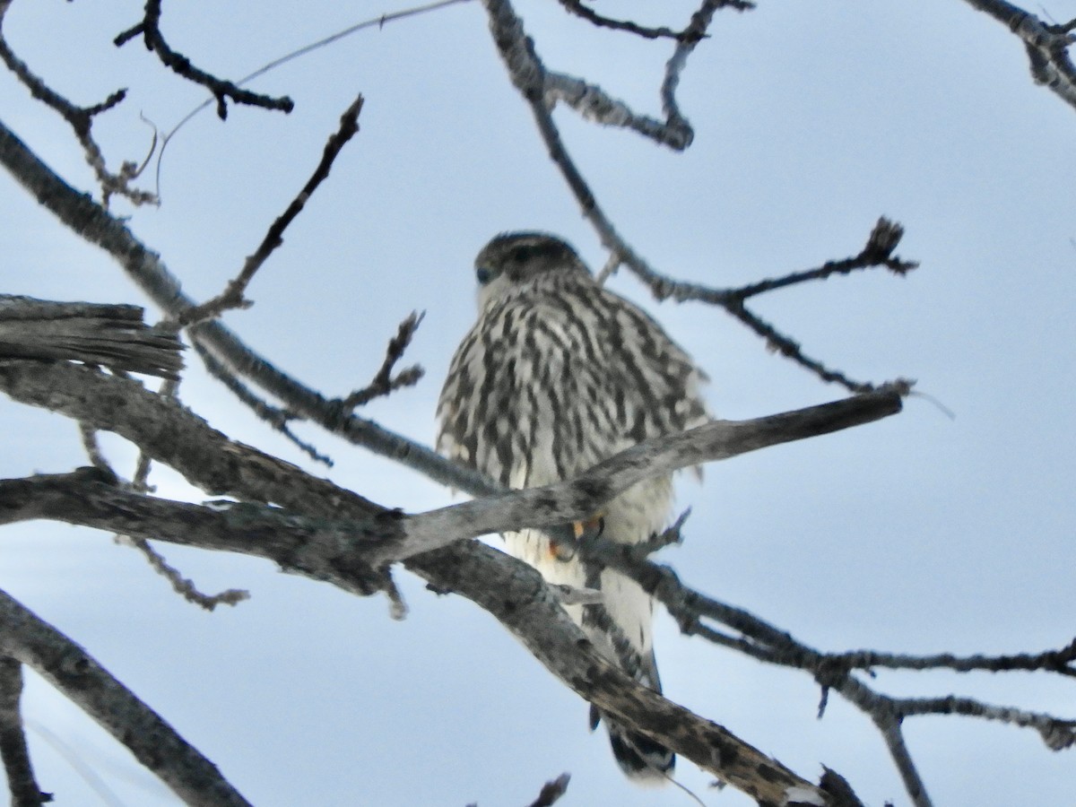 Merlin - ML646607811