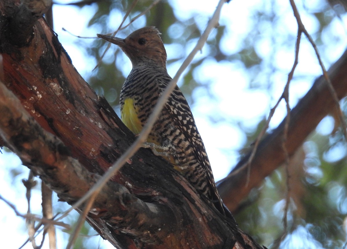 Williamson's Sapsucker - ML646607812