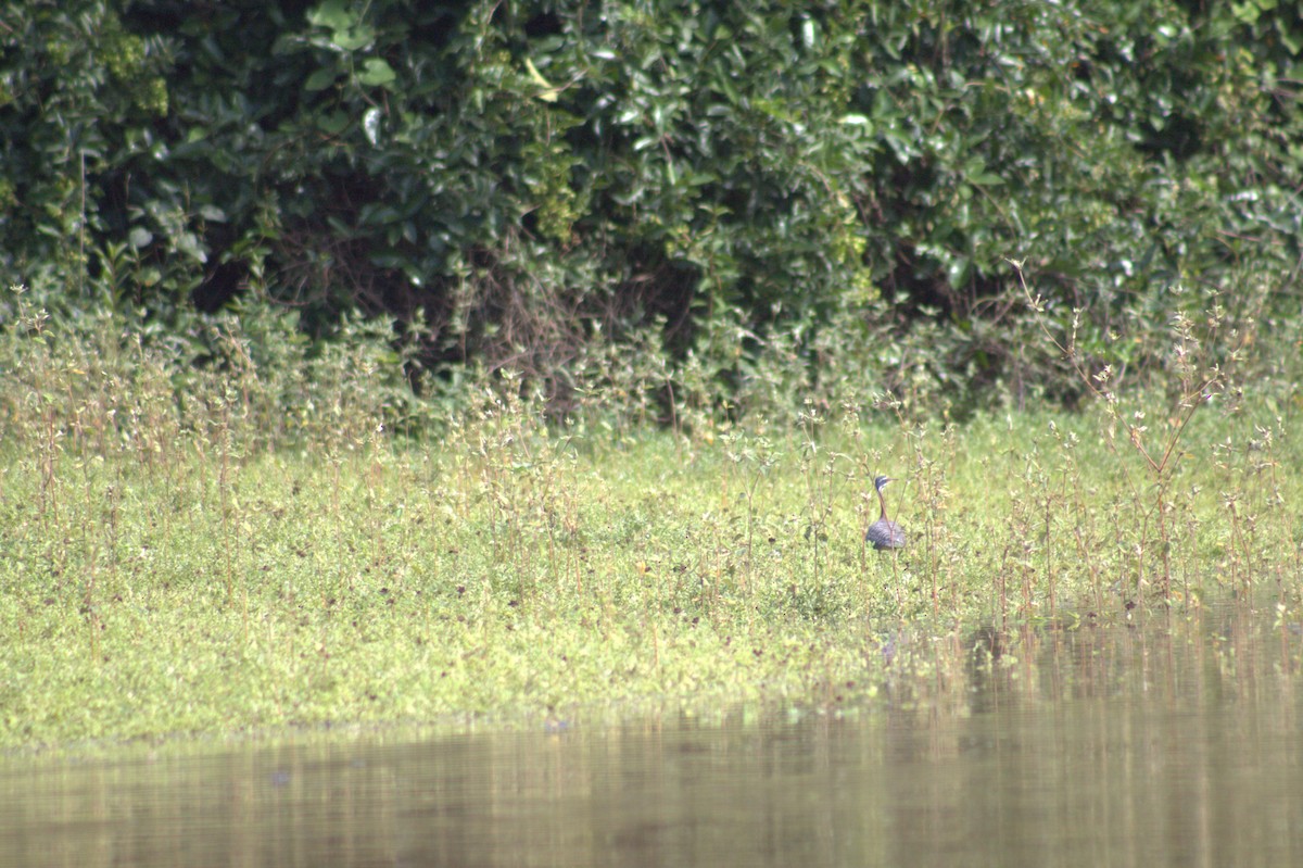 Sunbittern - ML646607813