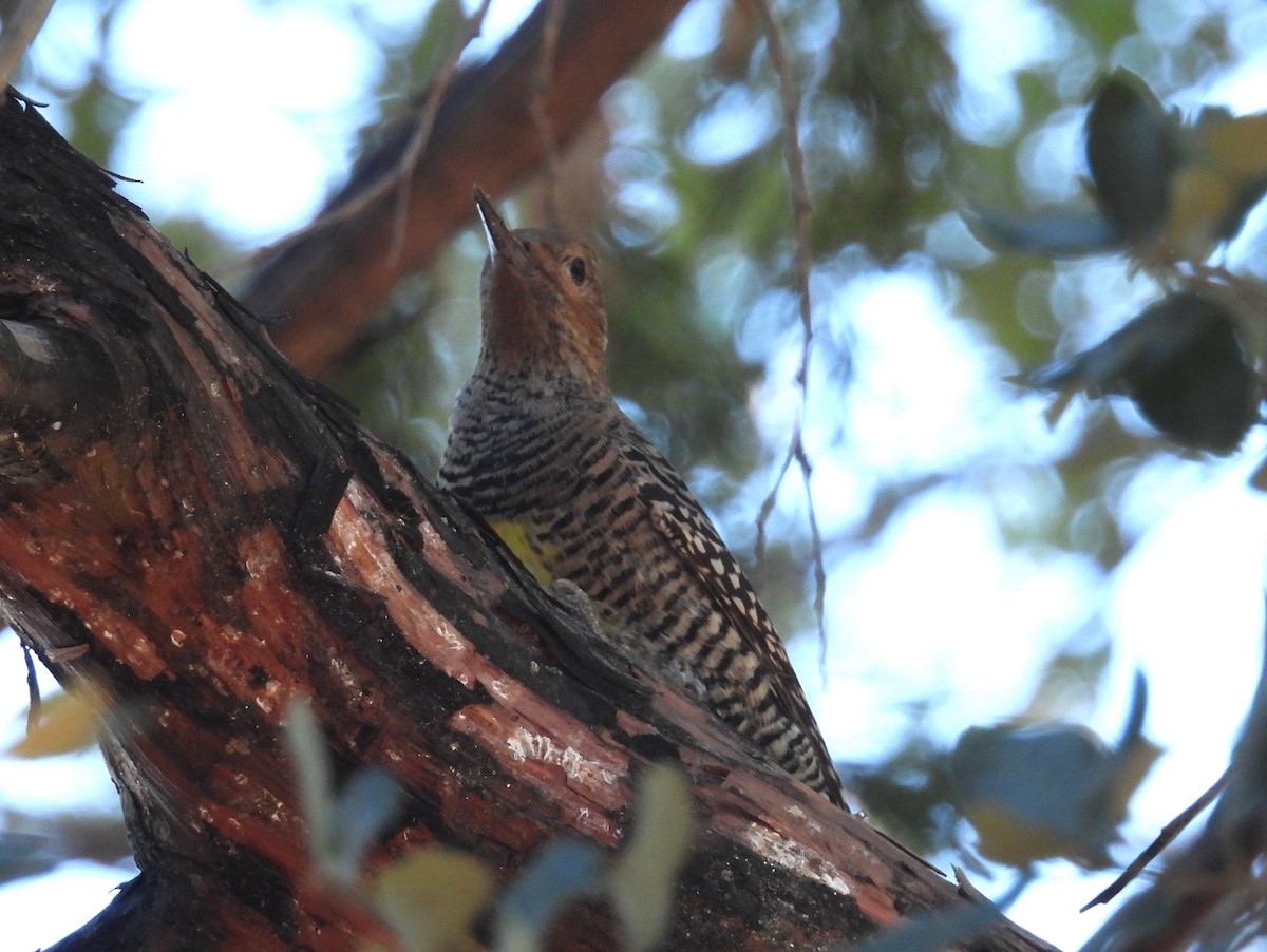 Williamson's Sapsucker - ML646607814