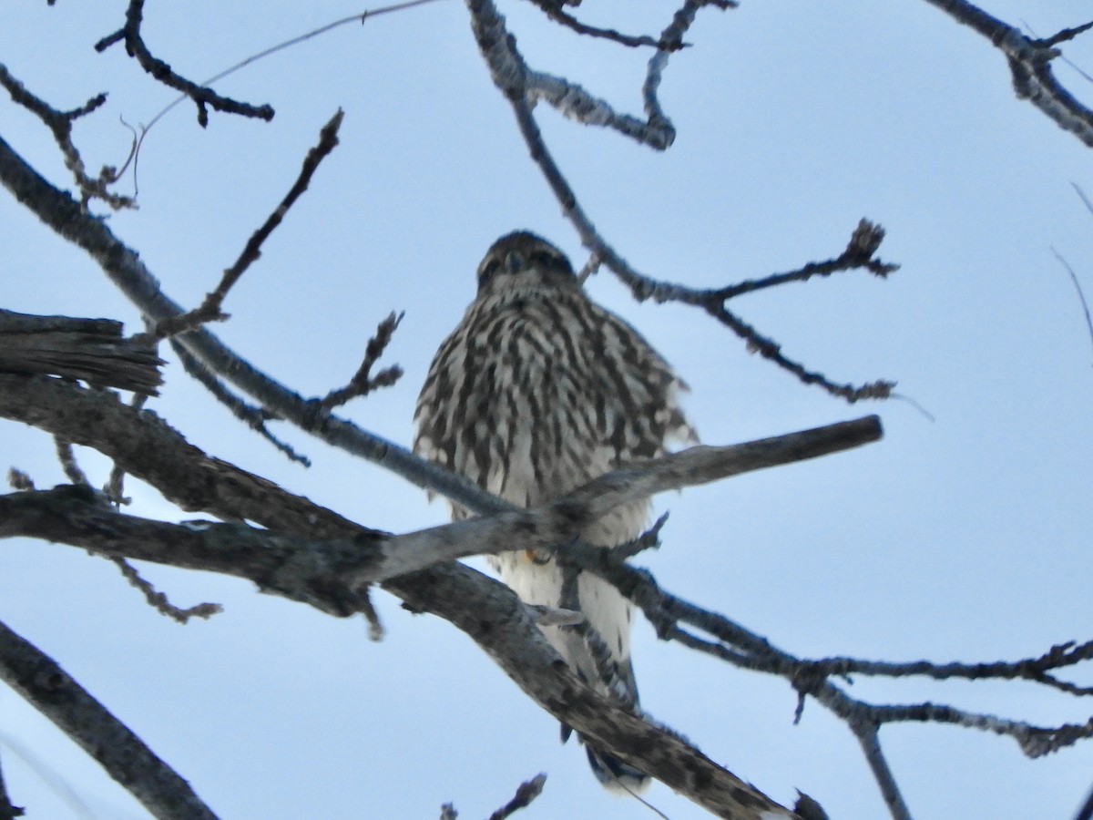 Merlin - ML646607817