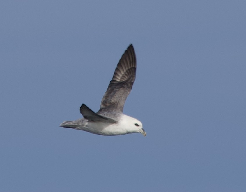 Northern Fulmar - ML646607819