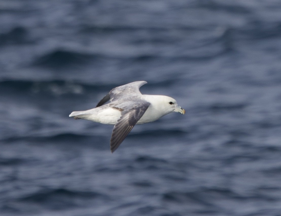 Northern Fulmar - ML646607820