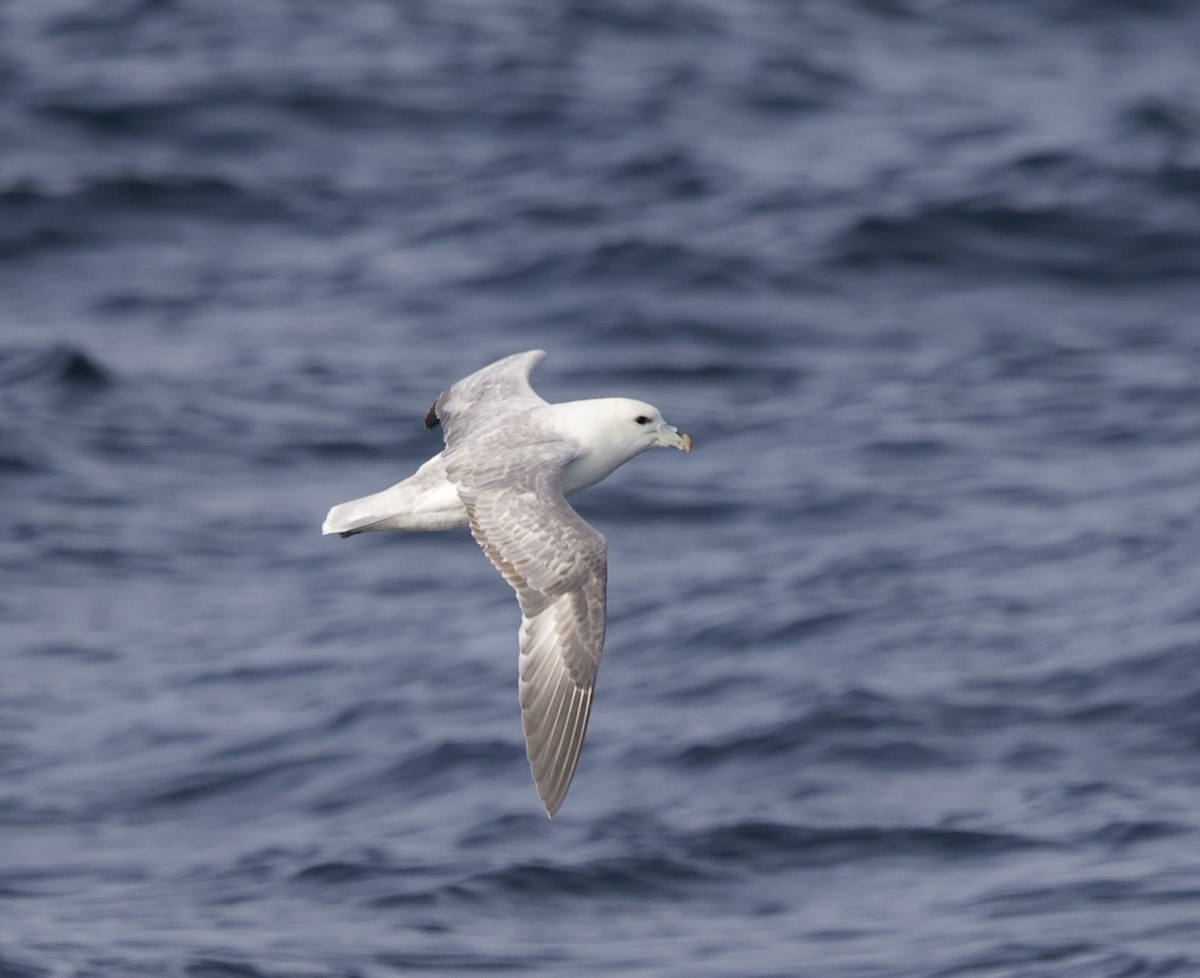 Northern Fulmar - ML646607821
