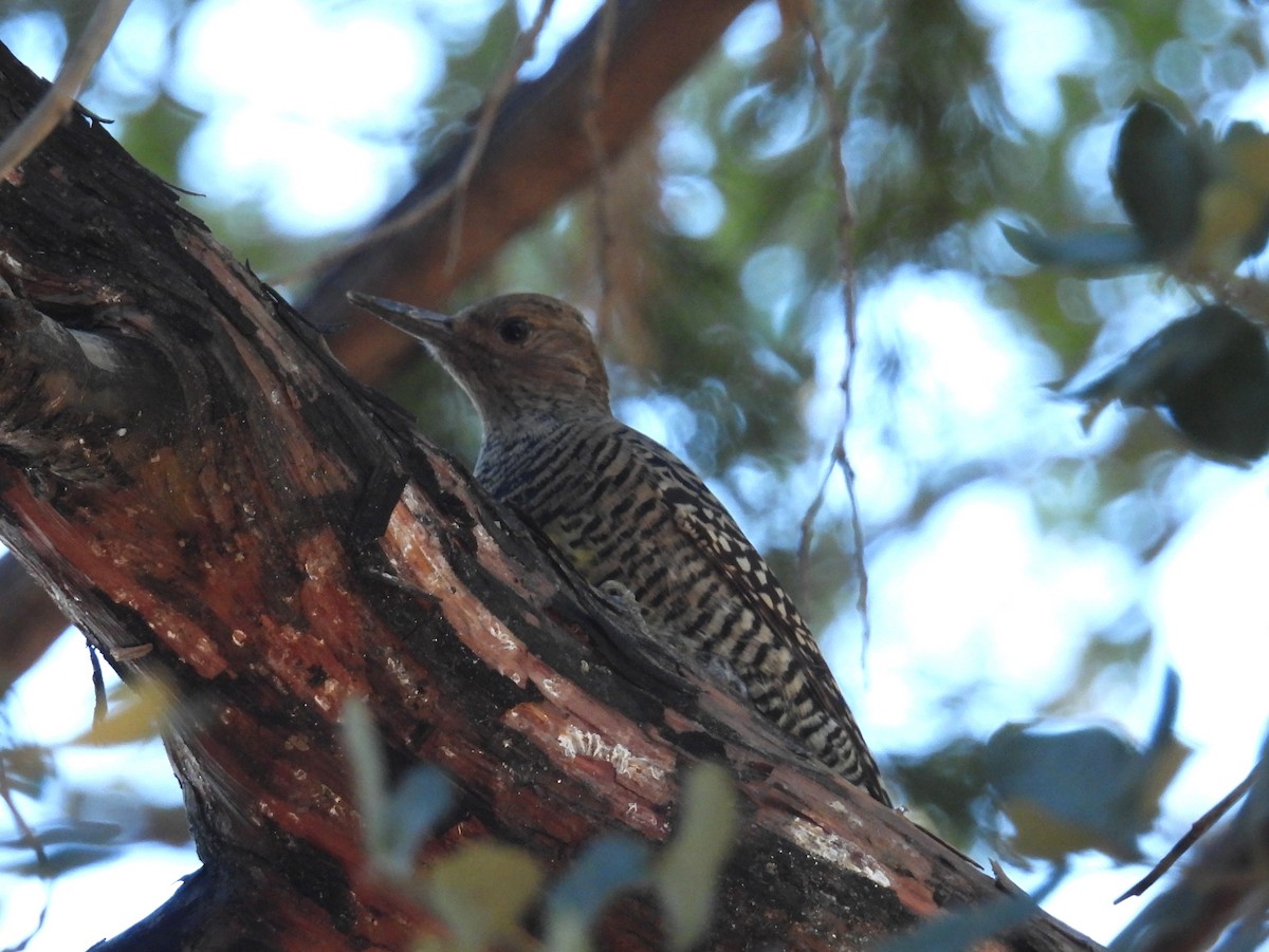 Williamson's Sapsucker - ML646607822