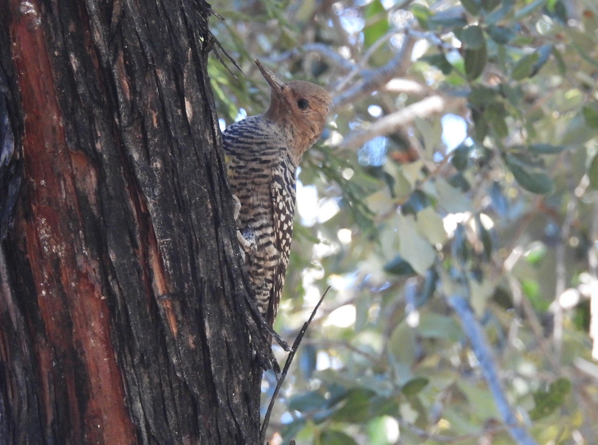 Williamson's Sapsucker - ML646607829