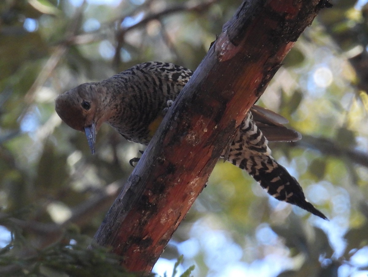 Williamson's Sapsucker - ML646607831