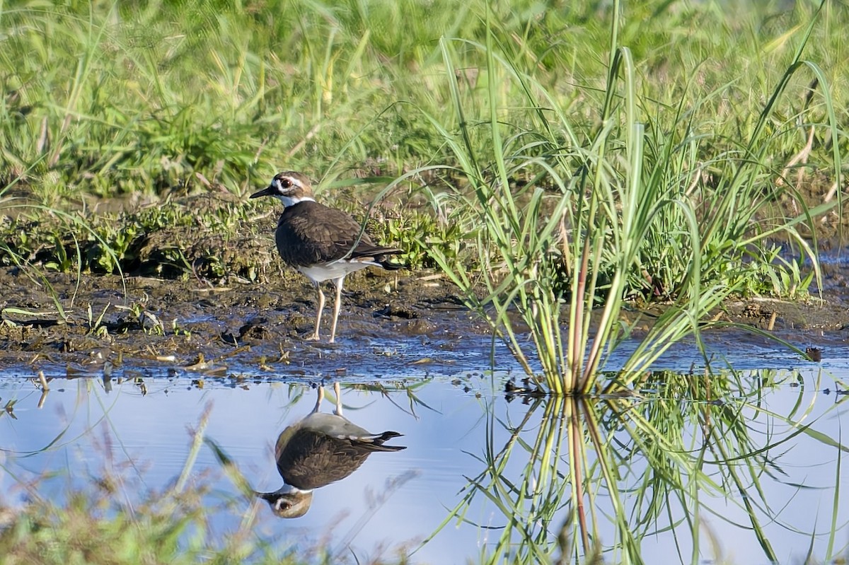 Killdeer - ML646607833
