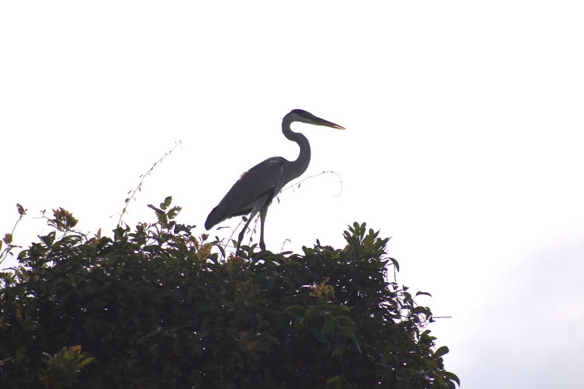 Cocoi Heron - ML646607834