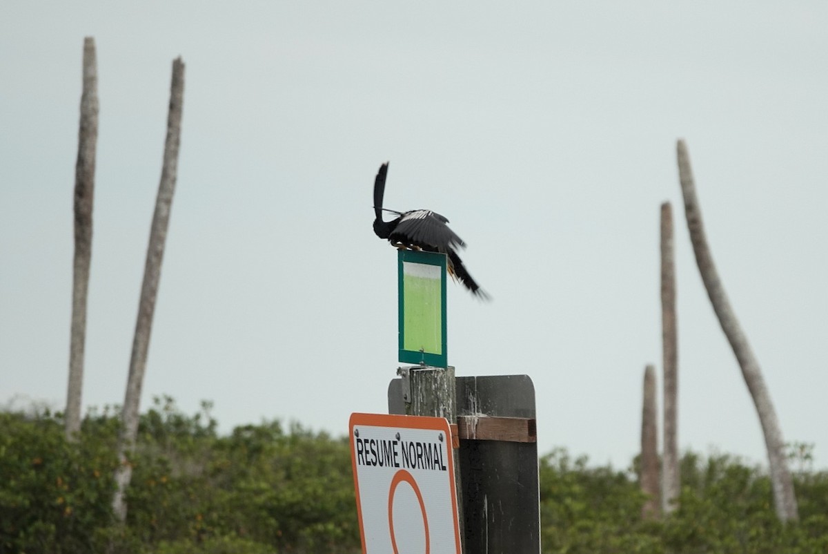 Anhinga - ML646607835