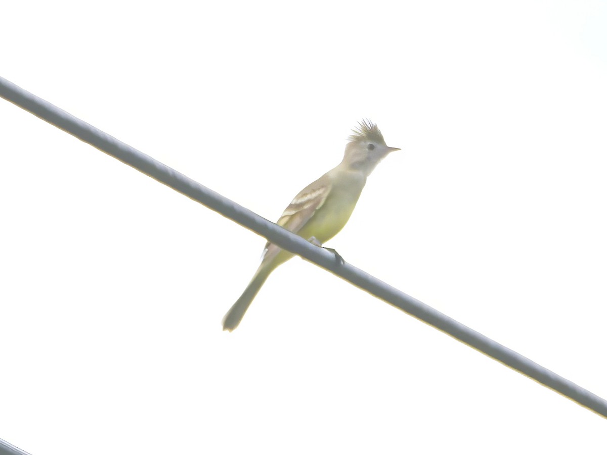 Yellow-bellied Elaenia - ML646607839