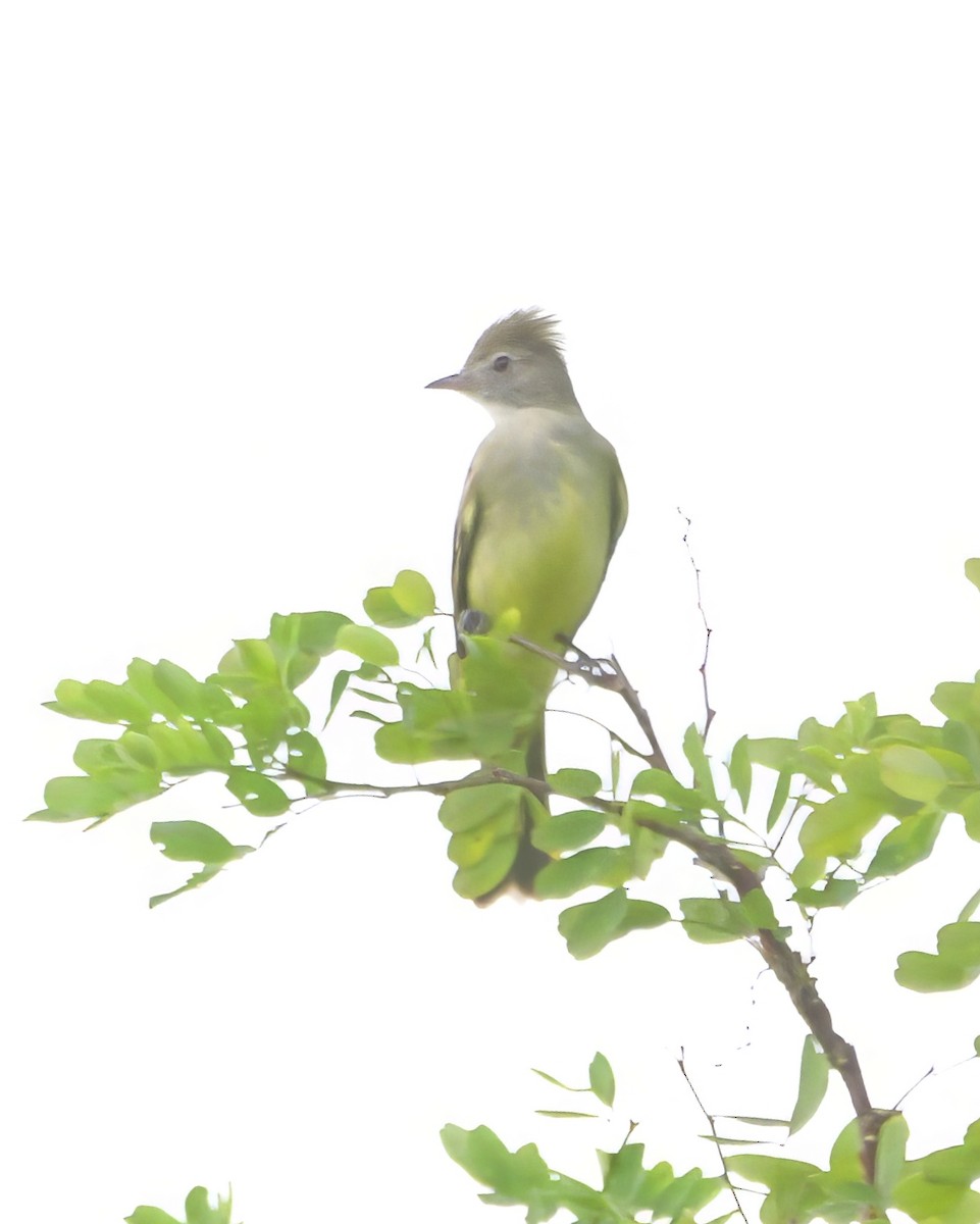 Yellow-bellied Elaenia - ML646607840