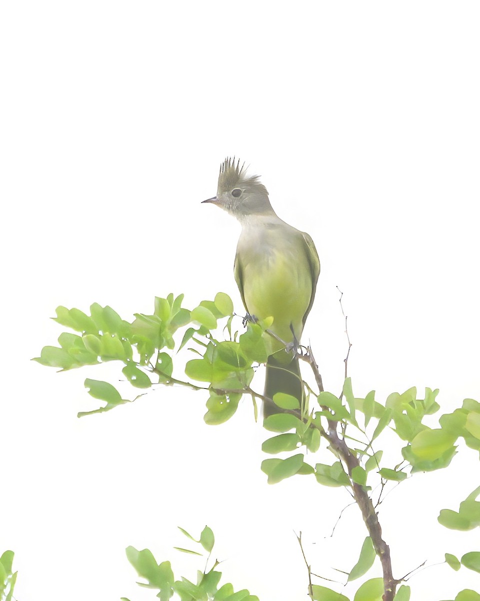 Yellow-bellied Elaenia - ML646607841