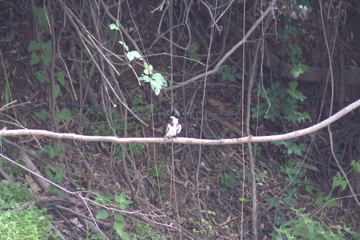 Amazon Kingfisher - ML646607842