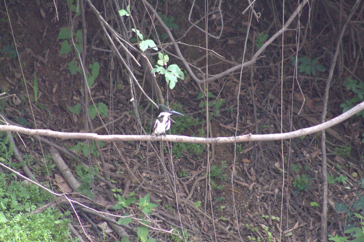 Amazon Kingfisher - ML646607843