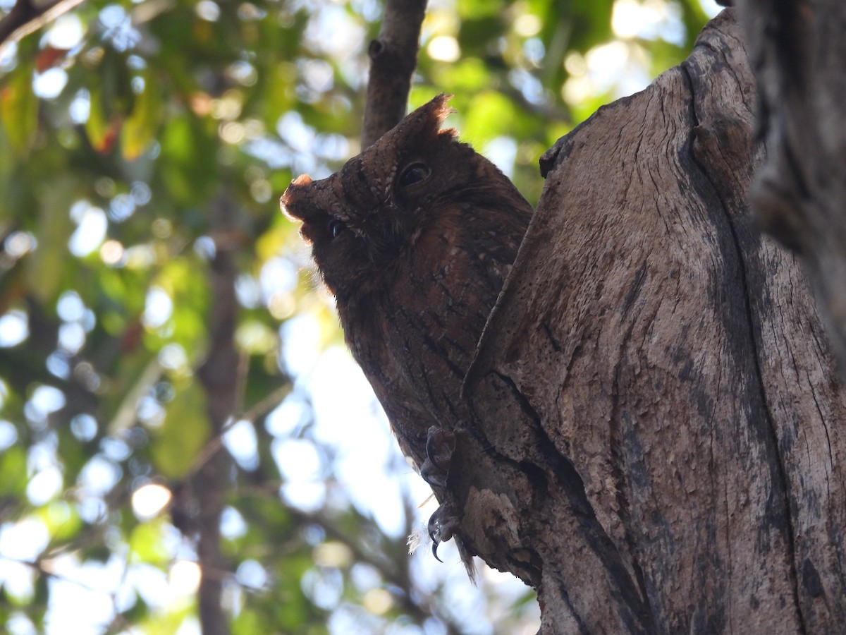 Madagascar Scops-Owl - ML646607847