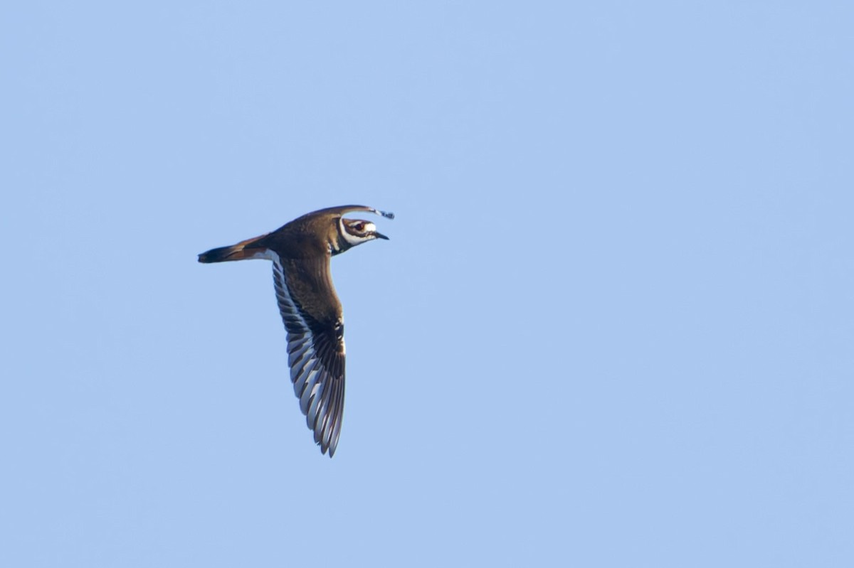 Killdeer - ML646607848