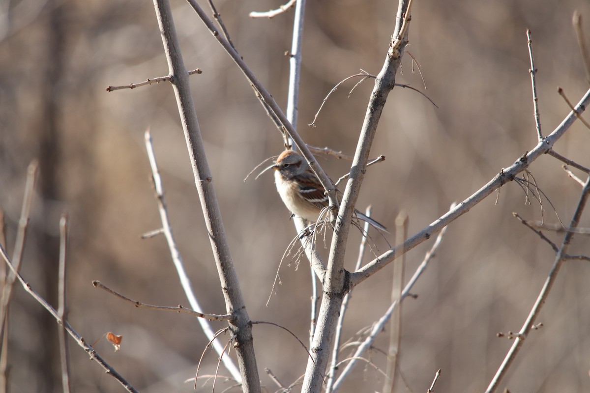 American Tree Sparrow - ML646607849