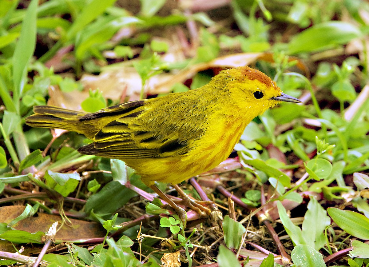 lesňáček žlutý (ssp. aureola) - ML646607850