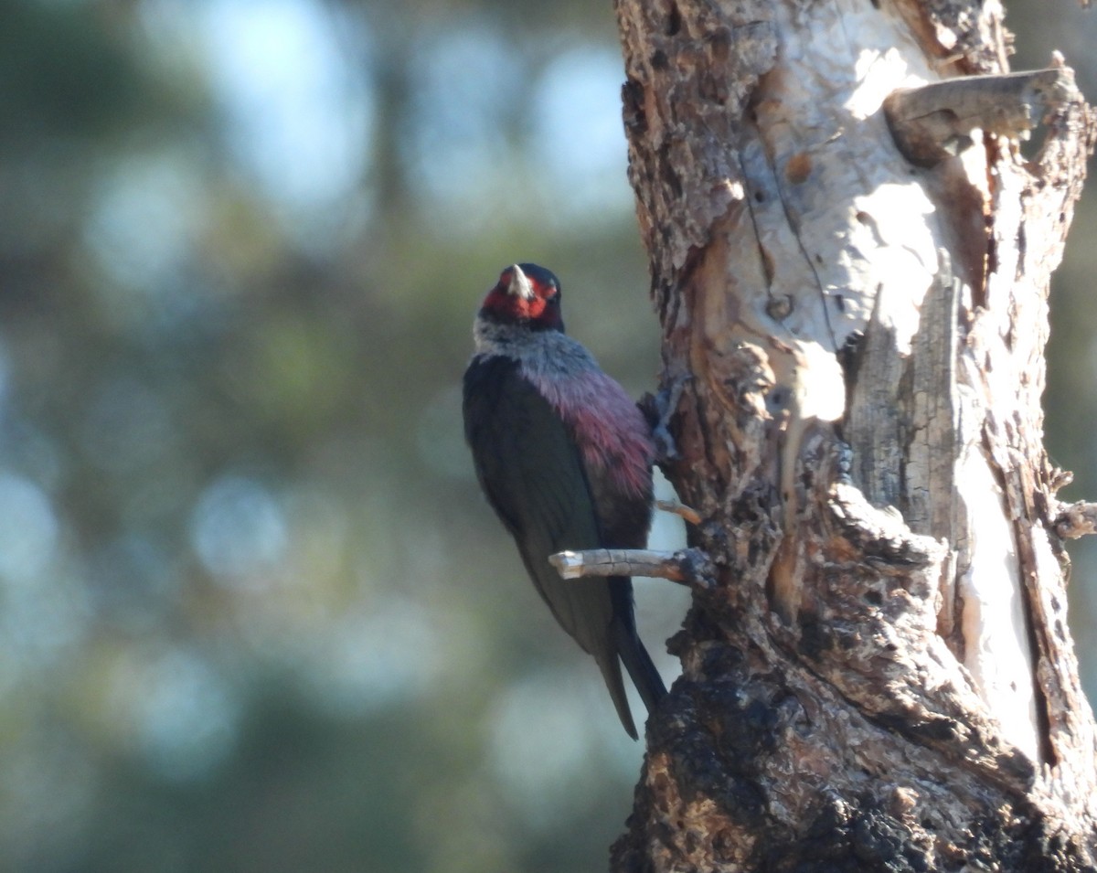 Lewis's Woodpecker - ML646607854