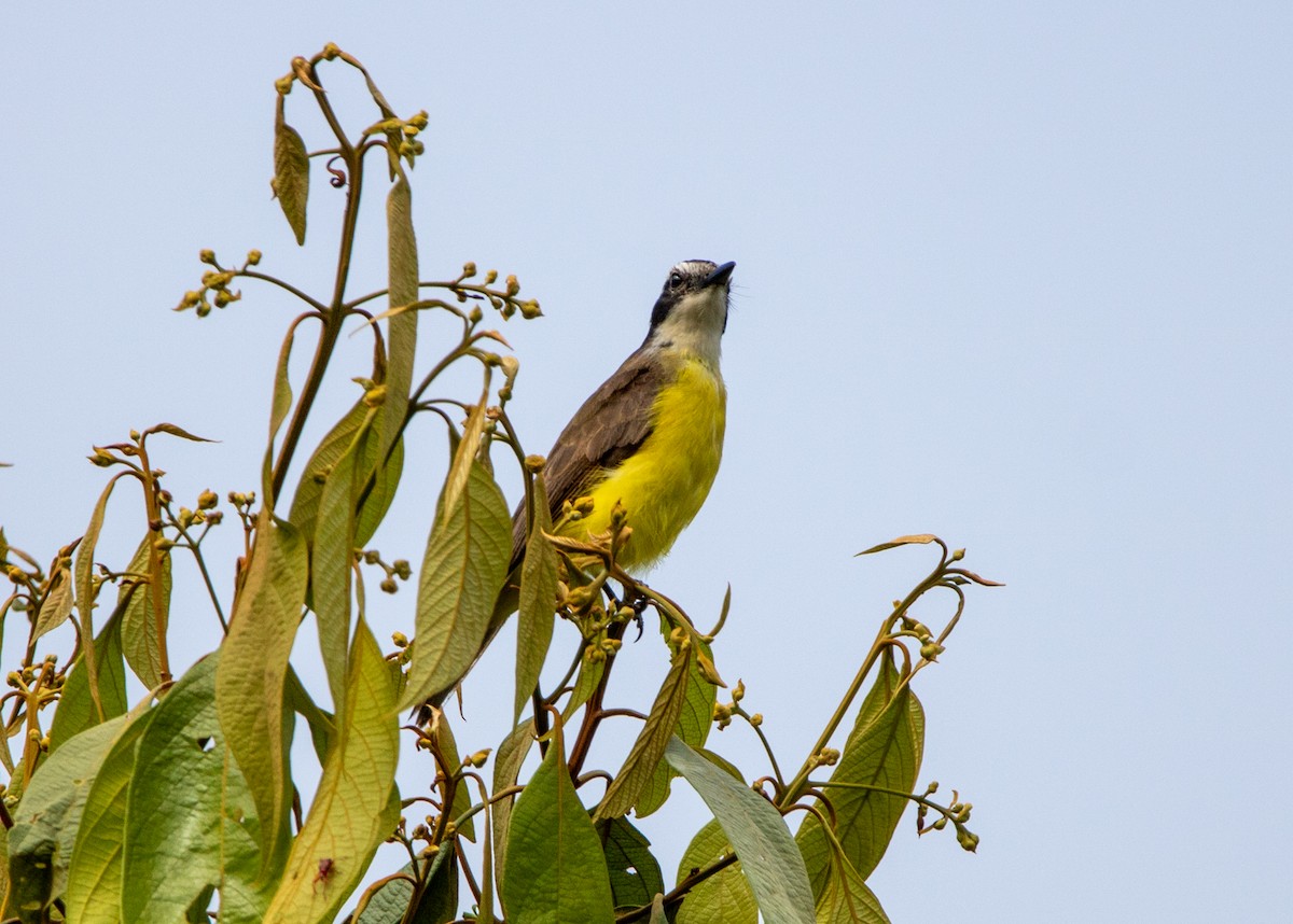 Lesser Kiskadee - ML646607858