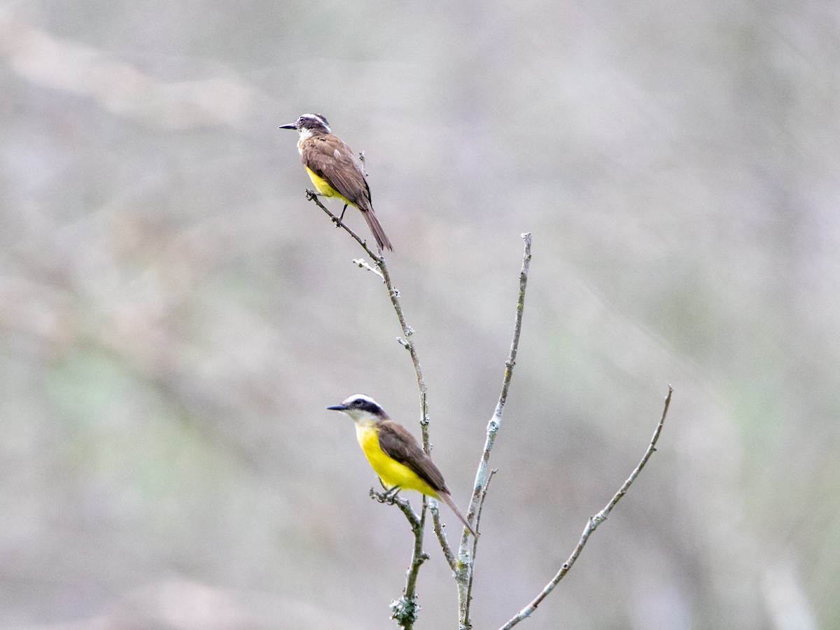 キバラタイランチョウ - ML646607859