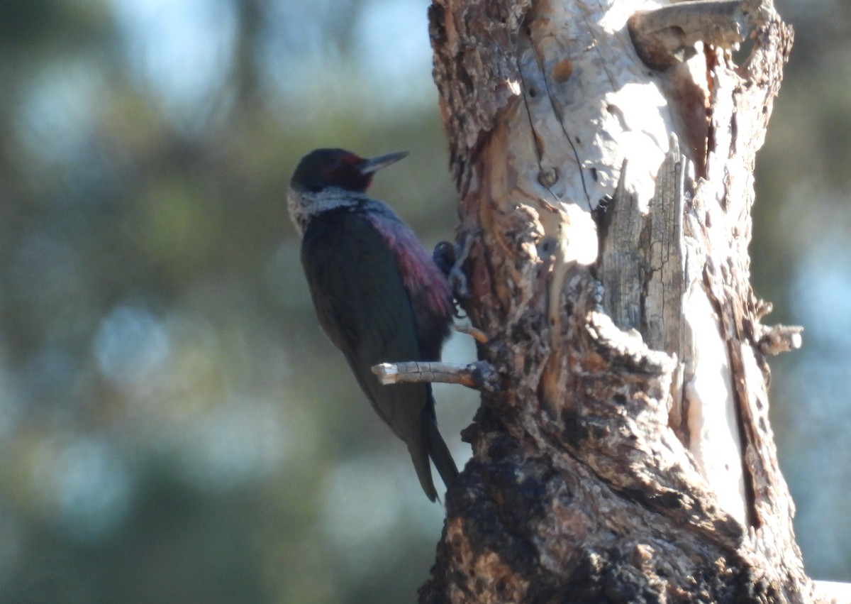 Lewis's Woodpecker - ML646607864