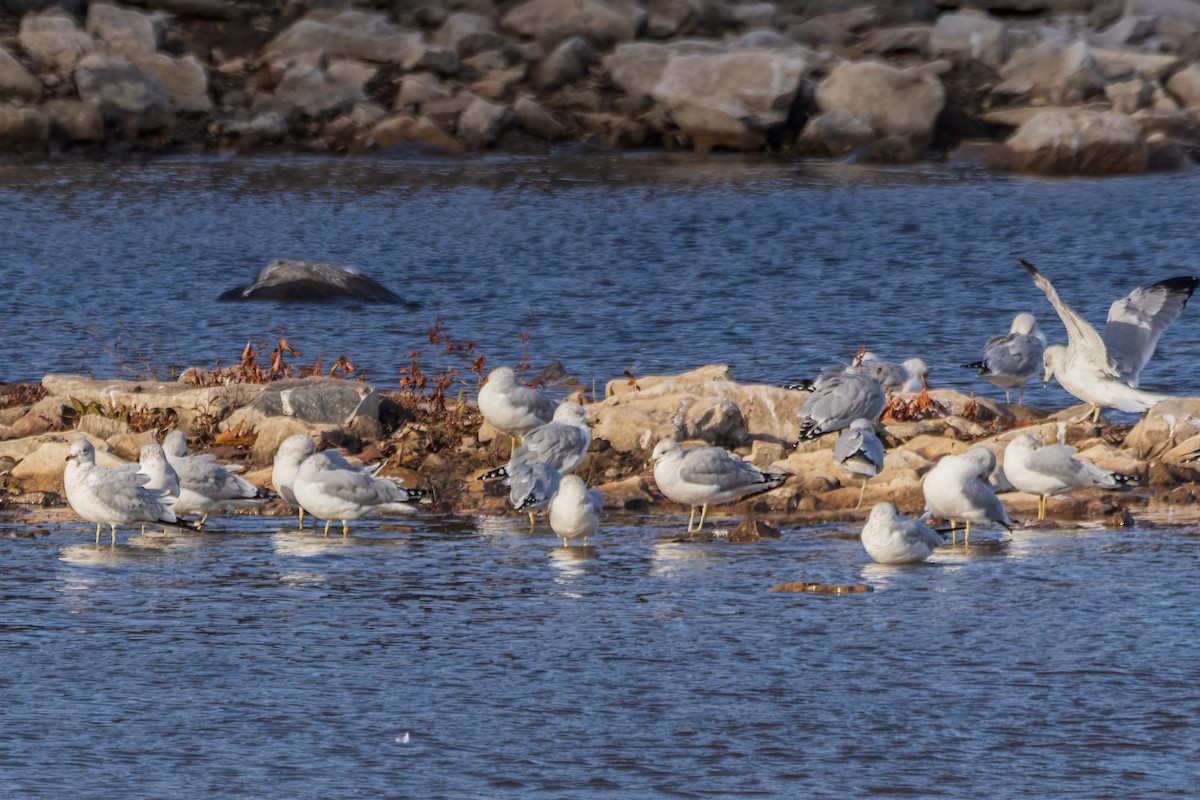 Ring-billed Gull - ML646607876
