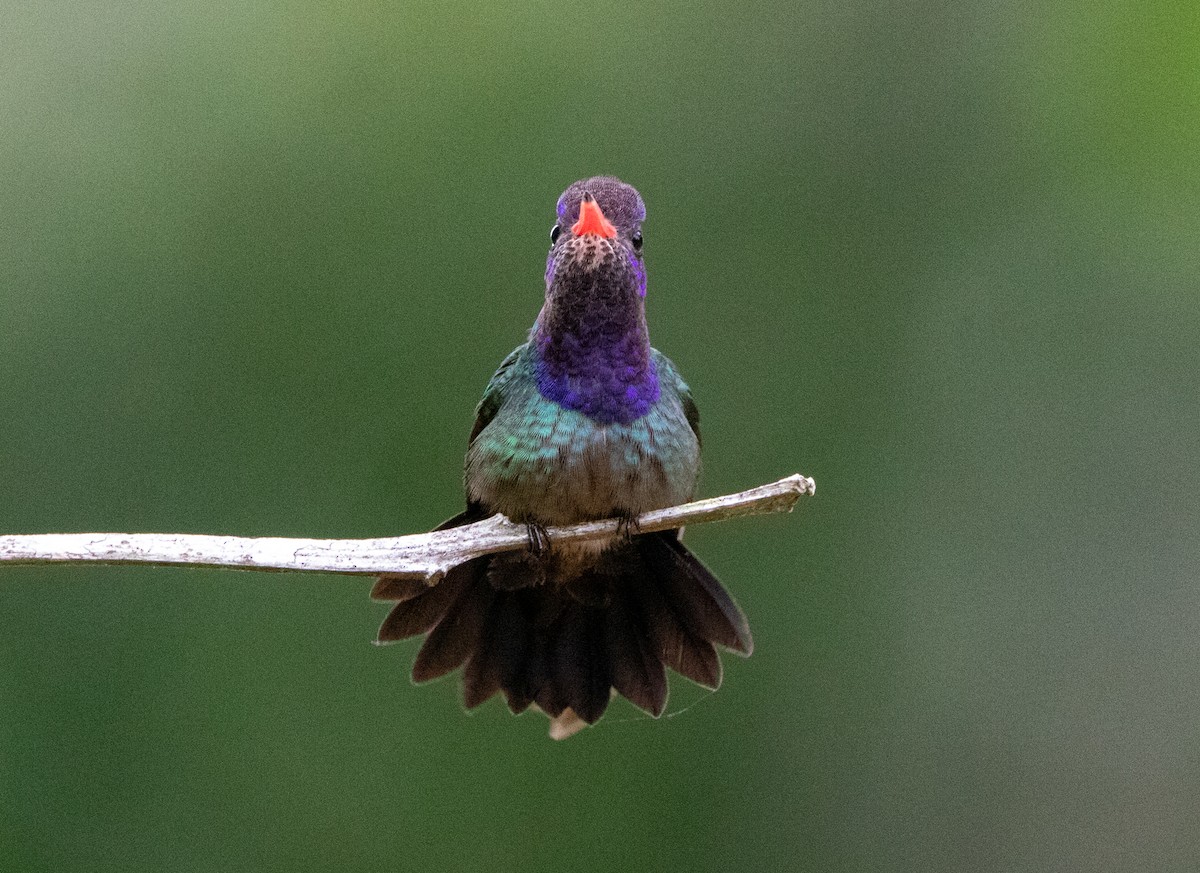 シロアゴサファイアハチドリ - ML646607877