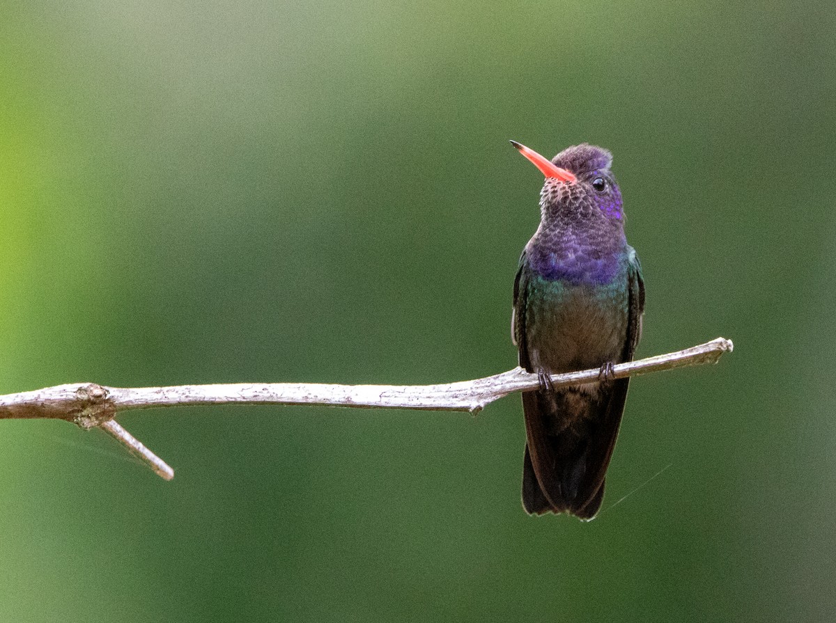 シロアゴサファイアハチドリ - ML646607879