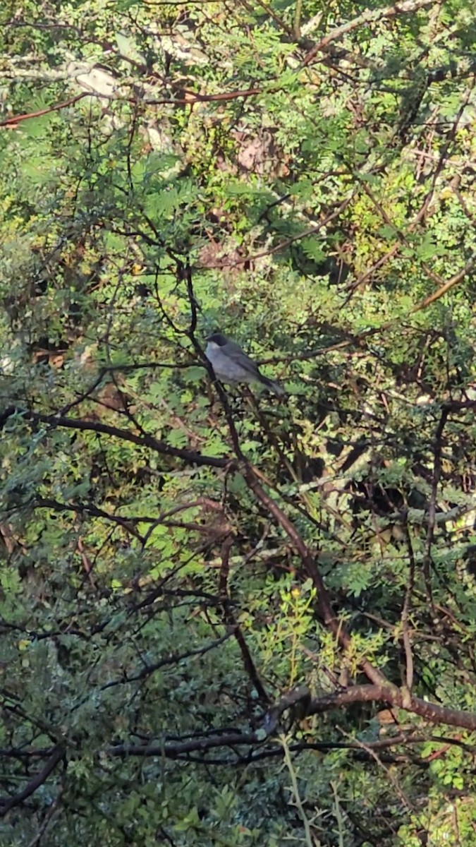 Black-capped Warbling Finch - ML646607880