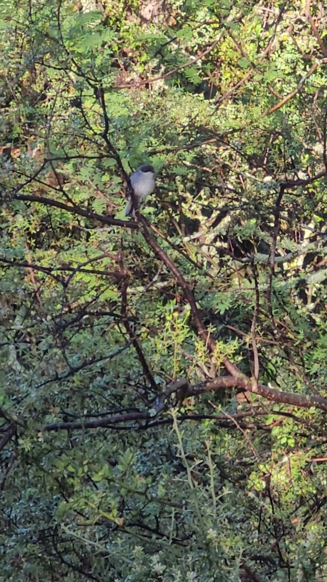Black-capped Warbling Finch - ML646607881