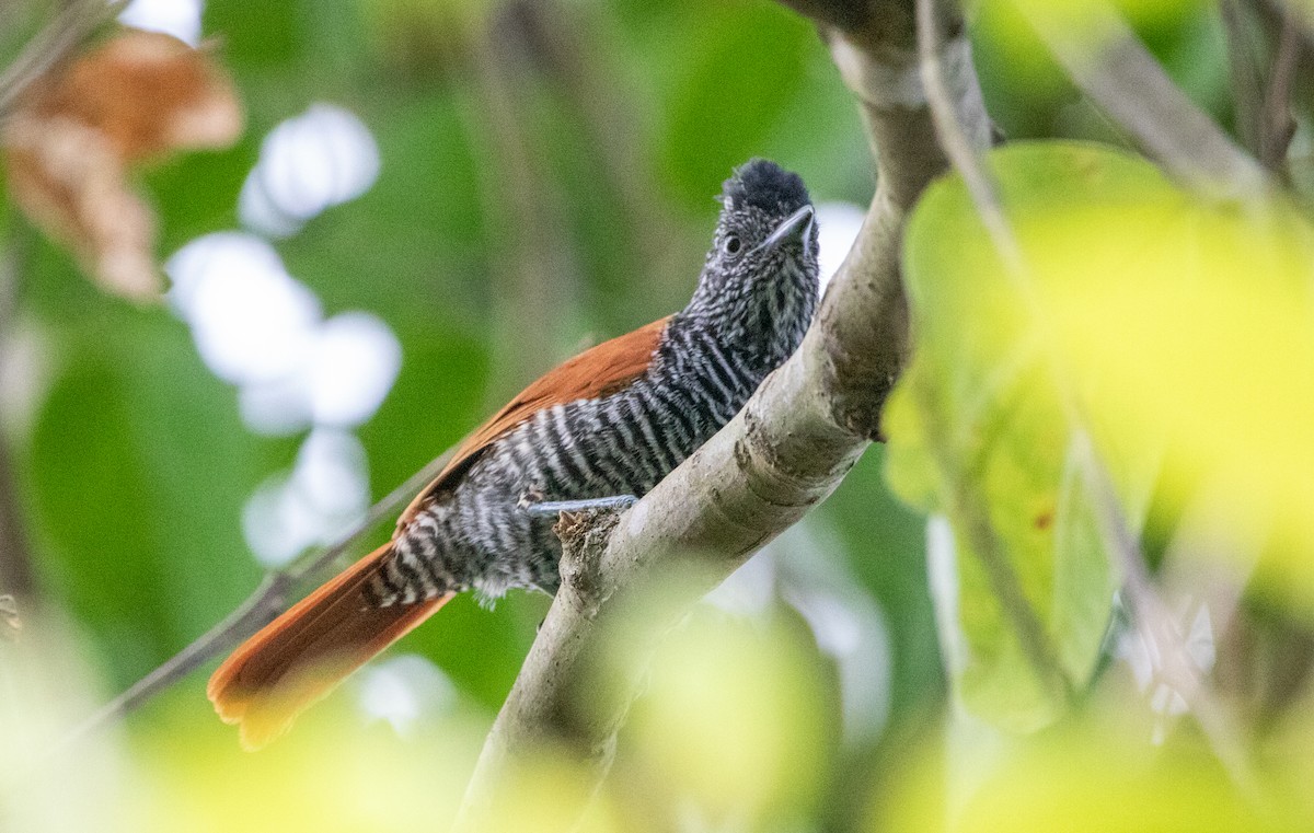 セグロシマアリモズ - ML646607884